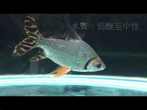 飛鳳魚品種|飛鳳魚 (飛鳳):簡介,形態特徵,生長分布,飼養方法,